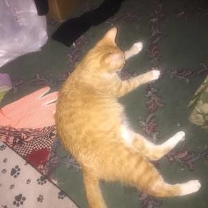 Meet your Posher, Zapharai